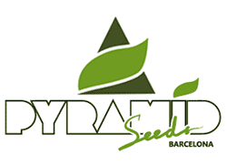 Поступление Pyramid Seeds