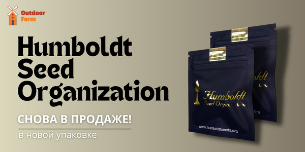 Снова на нашей витрине!